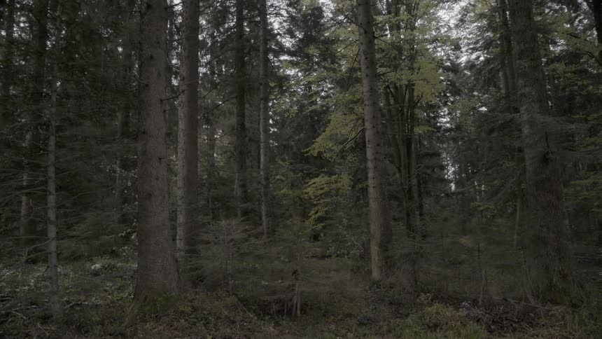 Rain falls near the trees in a forest