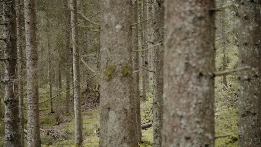 Trees stand in a forest
