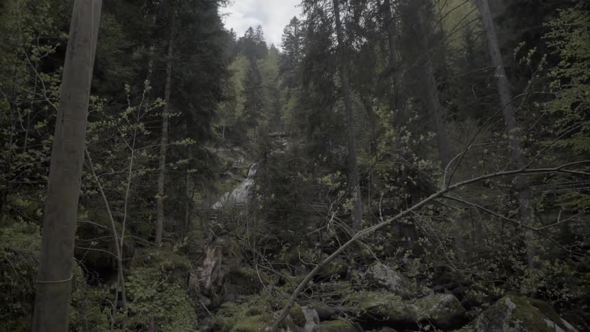 The stream is running down the hill in the forest