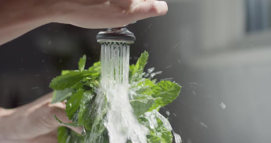 A bundle of mint is washed in a kitchen
