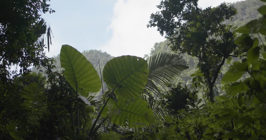 Plants and trees cover the landscape