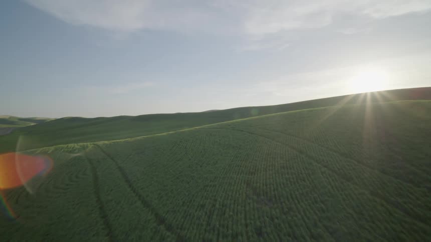 Soybean field sunshine reveal