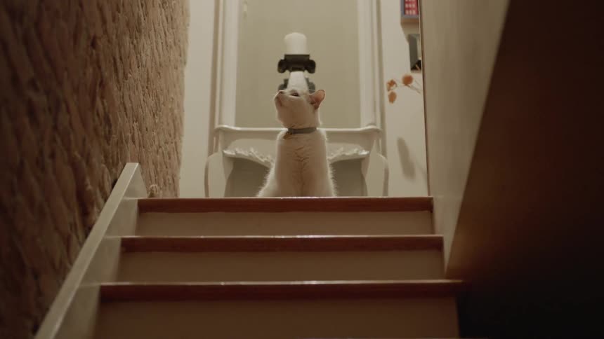 White cat sits at the top of the stairs