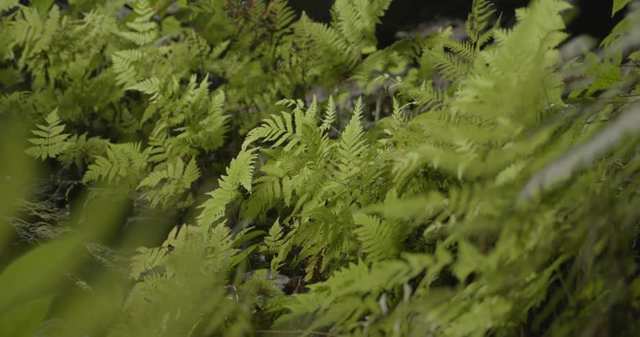 Ferns are growing in a natural setting in daylight
