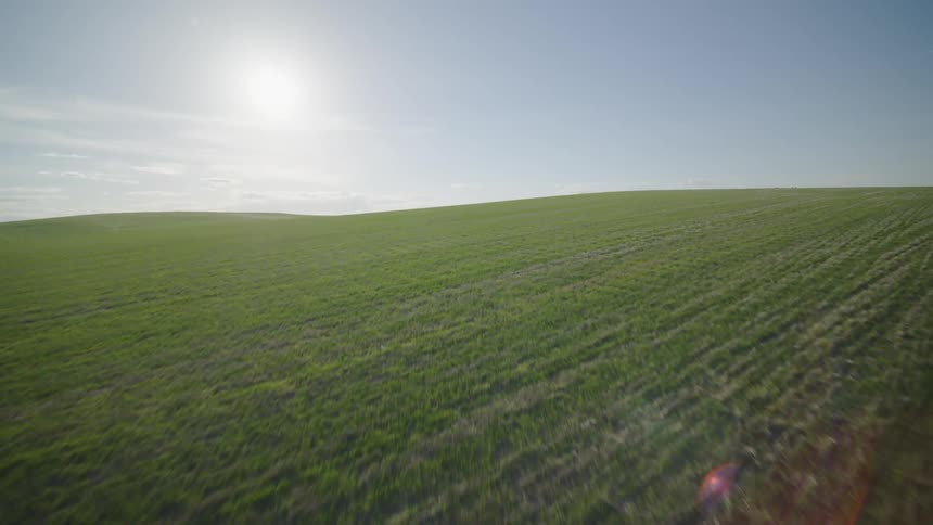 Young wheat field hillside farmland reveal