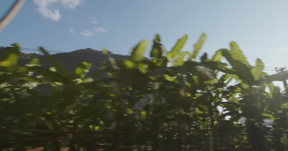 The tall plants are by the mountain