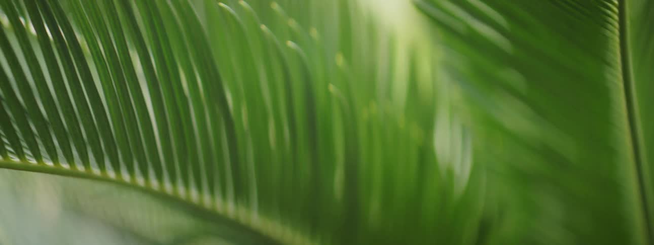 Leaves grow on a plant