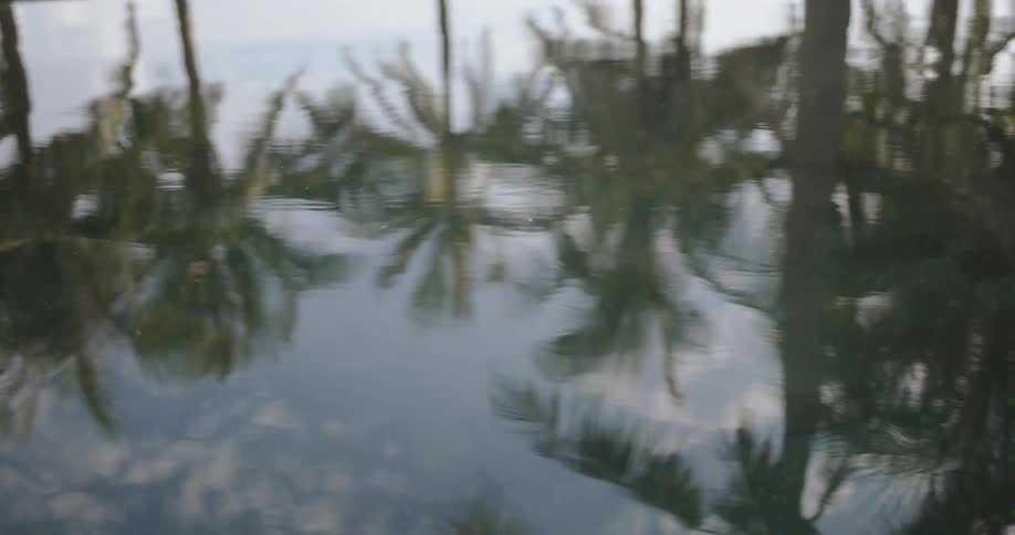 Palm trees reflected in water