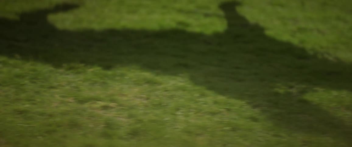 A dog's shadow travels across the grass