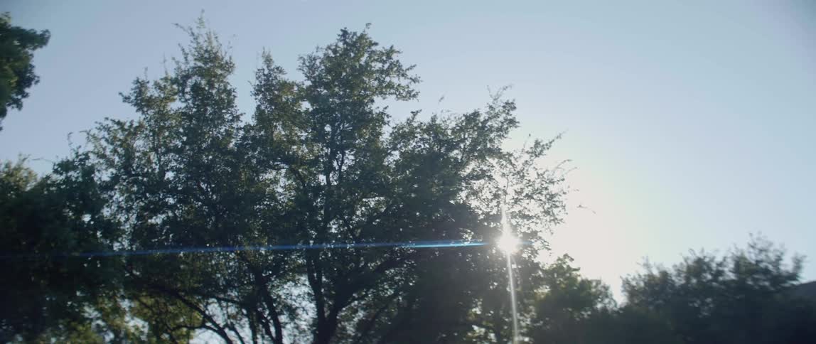 Sunlight shines through trees