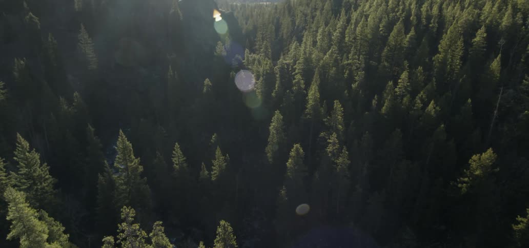 The tall trees have heavy sunlight on top