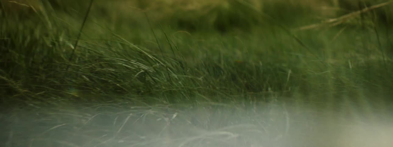 Grass and weeds in field are swaying in the wind