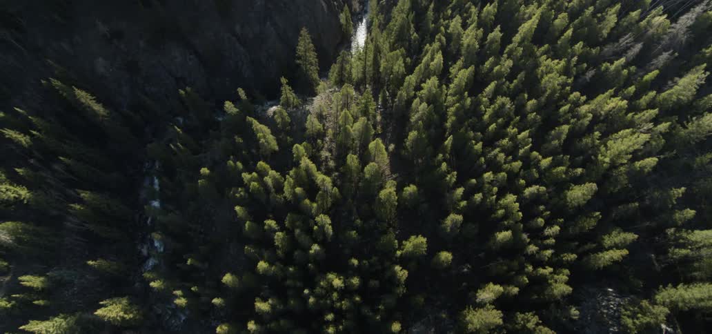 Pine trees grow in a forest