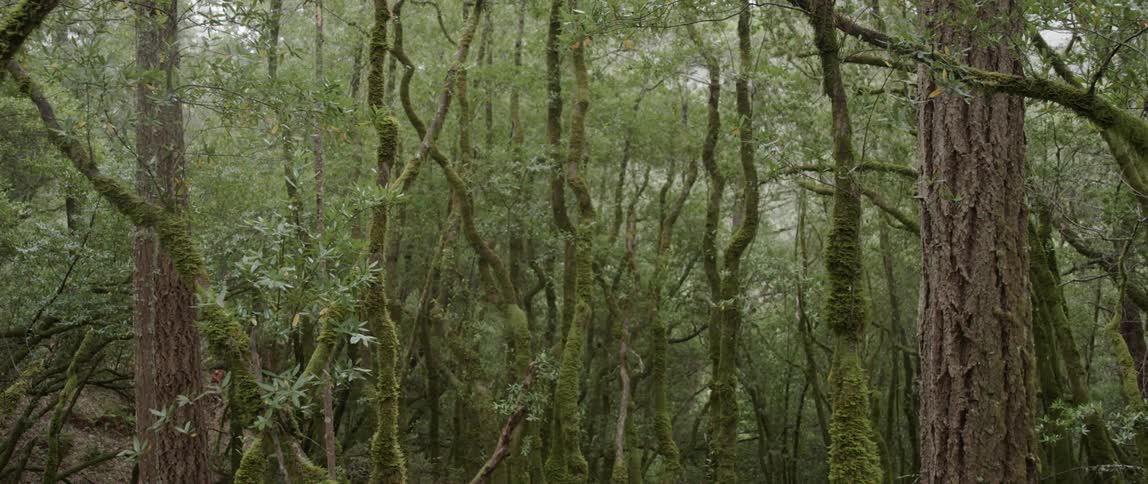 Trees and bare branches stand in the forest