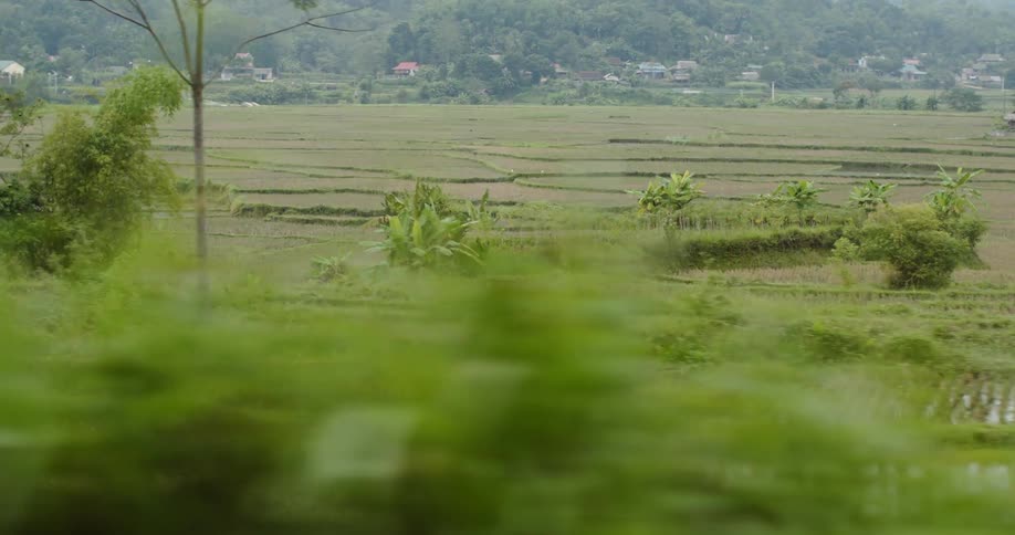 Rice paddies