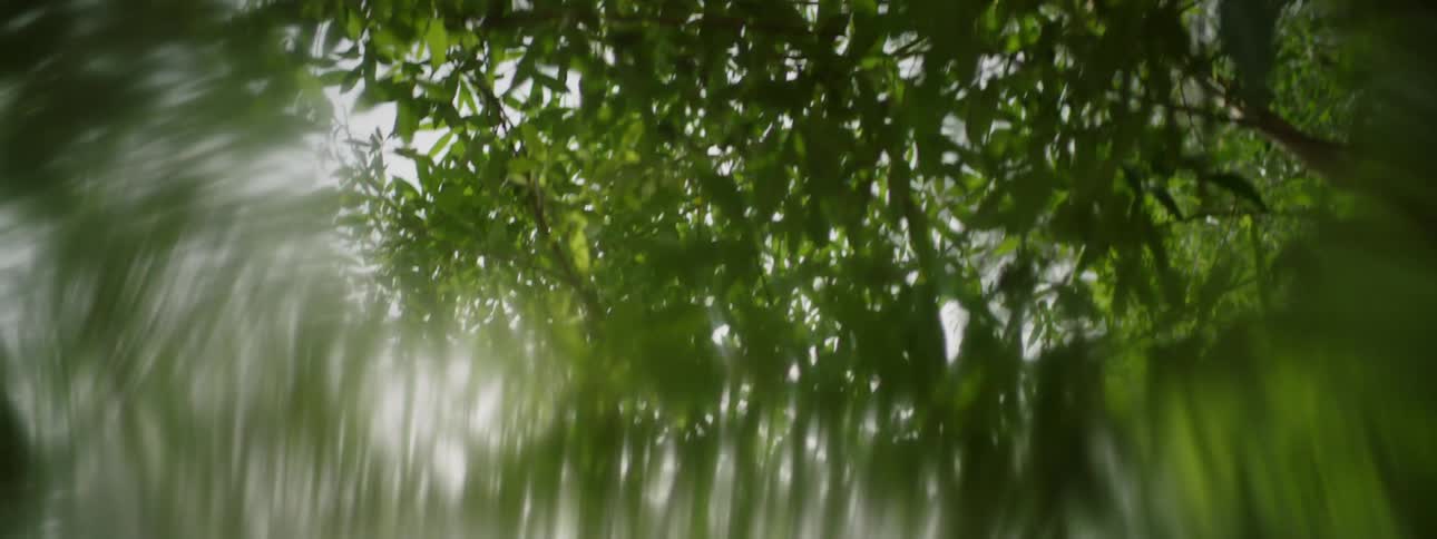 The long branches have heavy leaves covering the sky