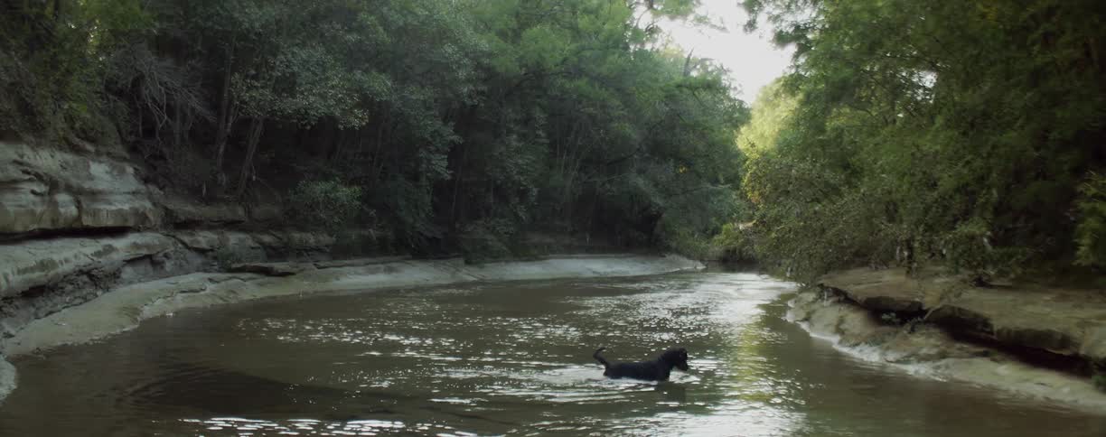 The dog is moving across the stream