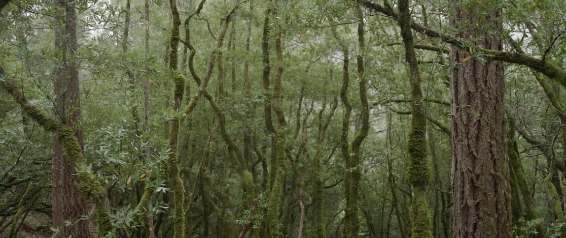 Trees with leaves sit in the forest