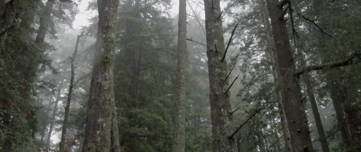 Trees stand in a foggy forest