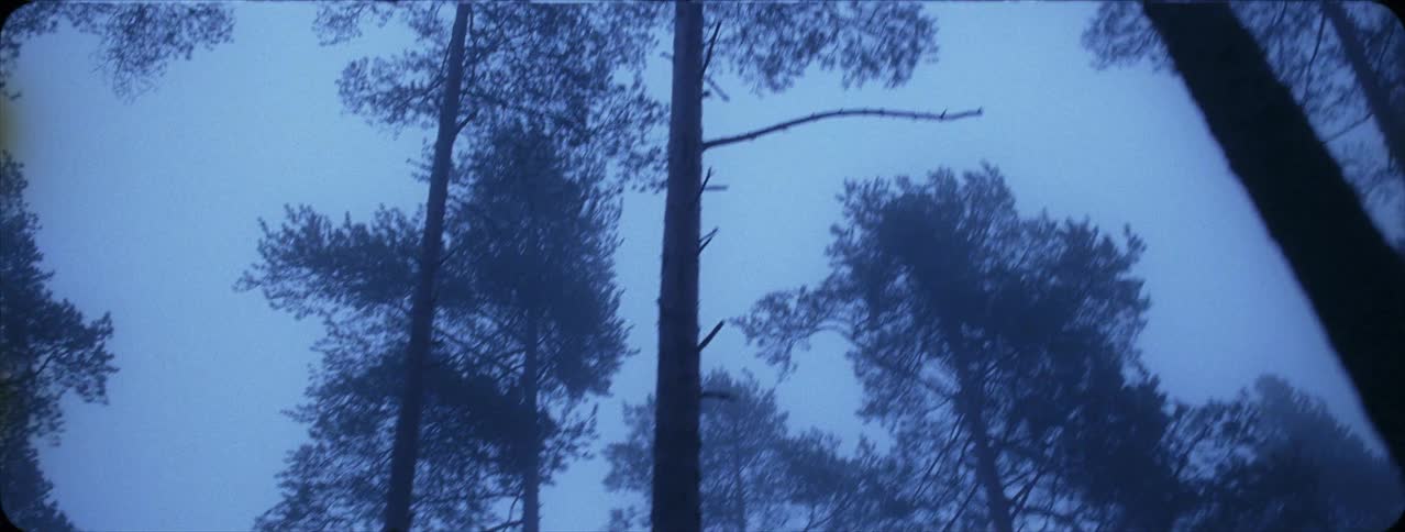Trees stand in a forest