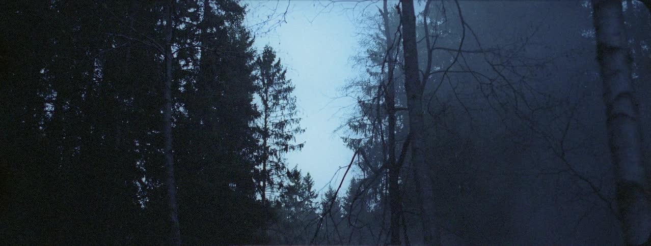 Fog settled in a forest
