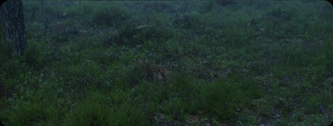 Grass grows on a forest floor