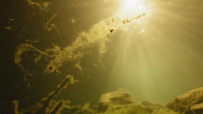 Algae floats in the water