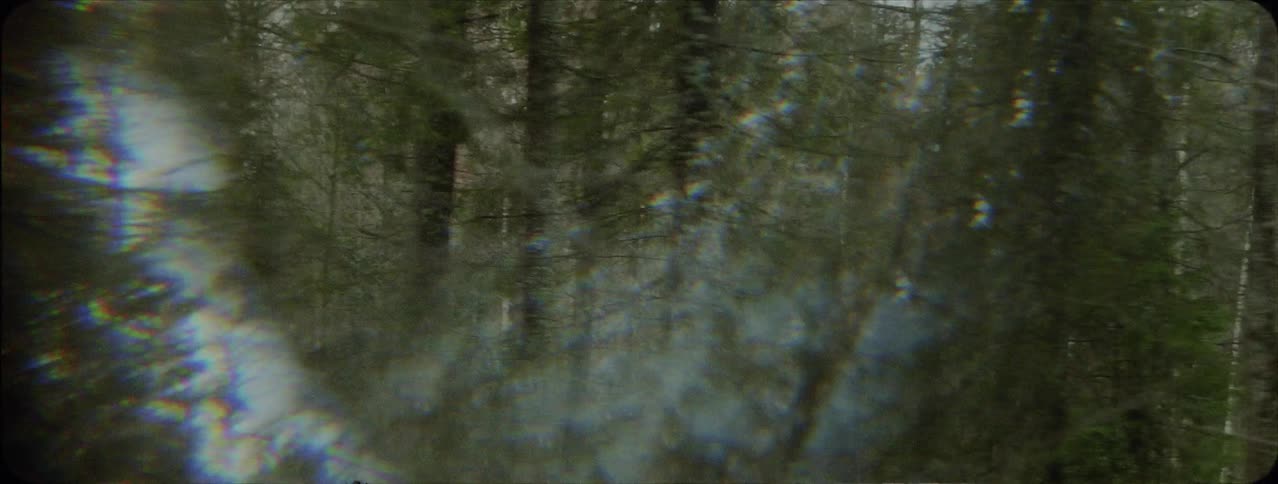 Trees stand in a forest