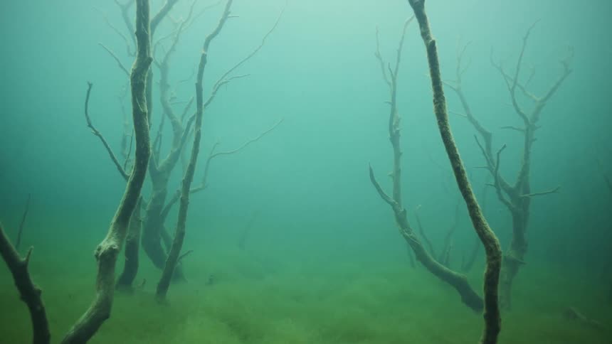Bare trees sit at the bottom of the lake