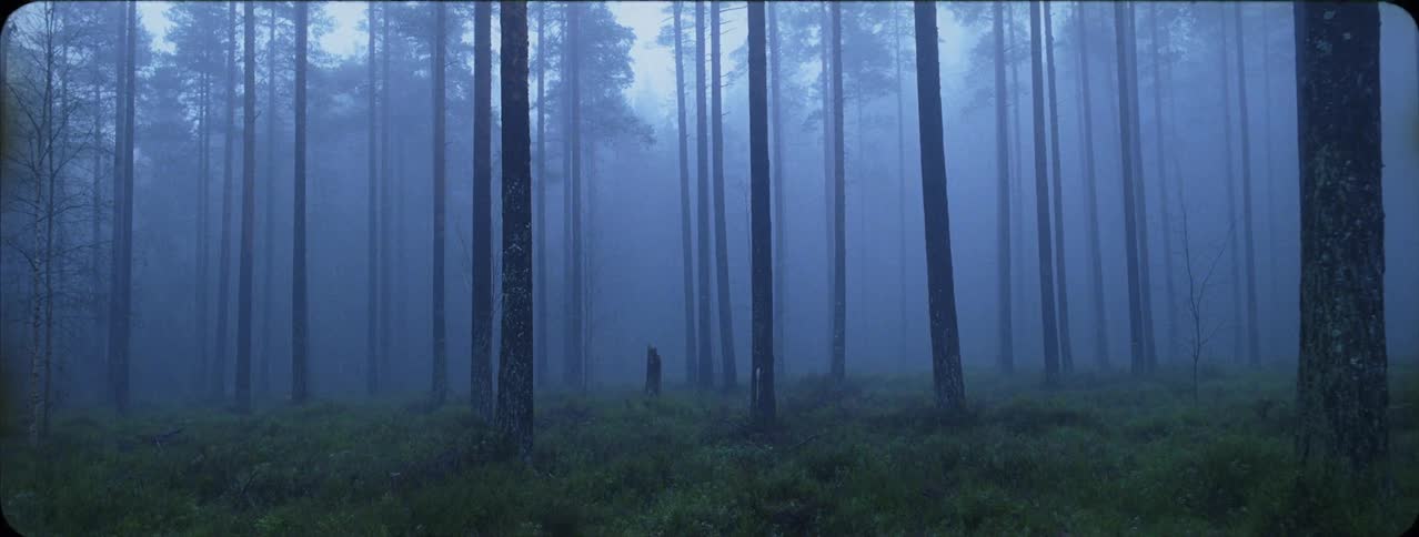 Fog surrounding tall trees in eerie forest