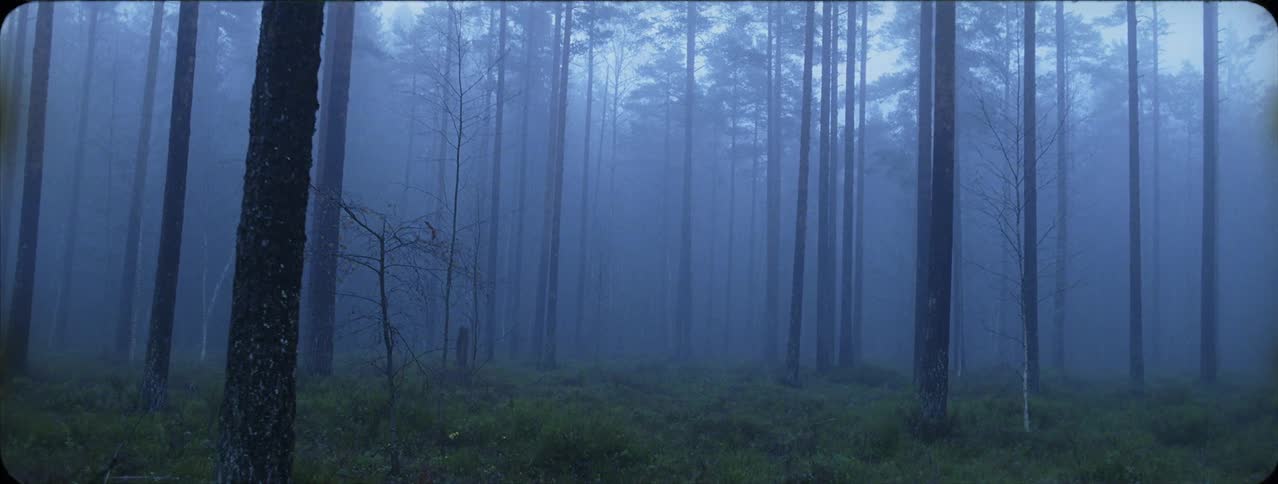 Fog surrounding tall trees in eerie forest