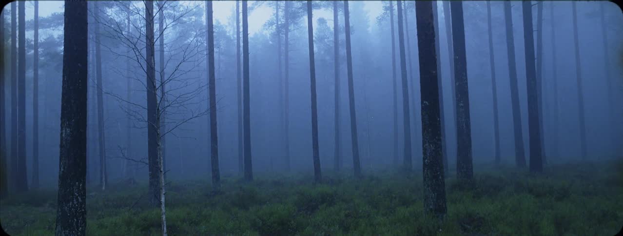 Forest of tall trees surrounded by fog