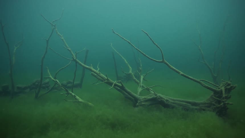 Branches on an algae covered ocean floor
