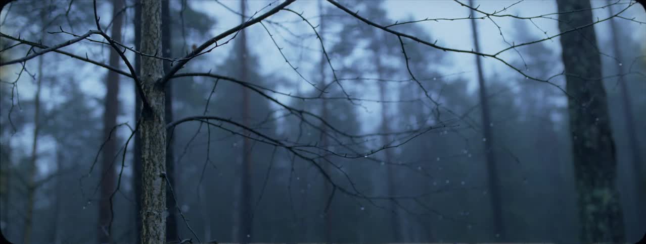 Bare tree stands in the forest
