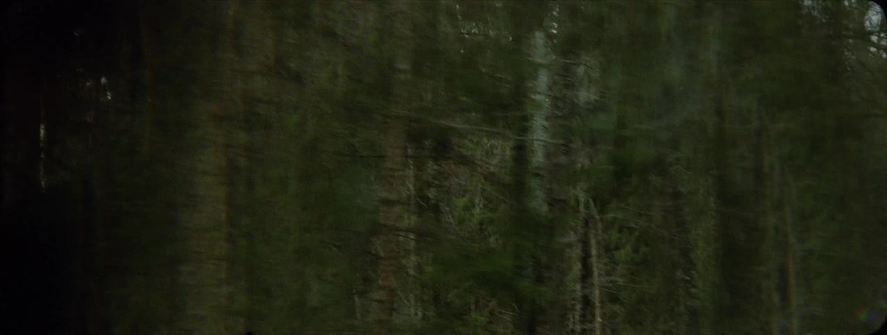 Trees grow in a forest