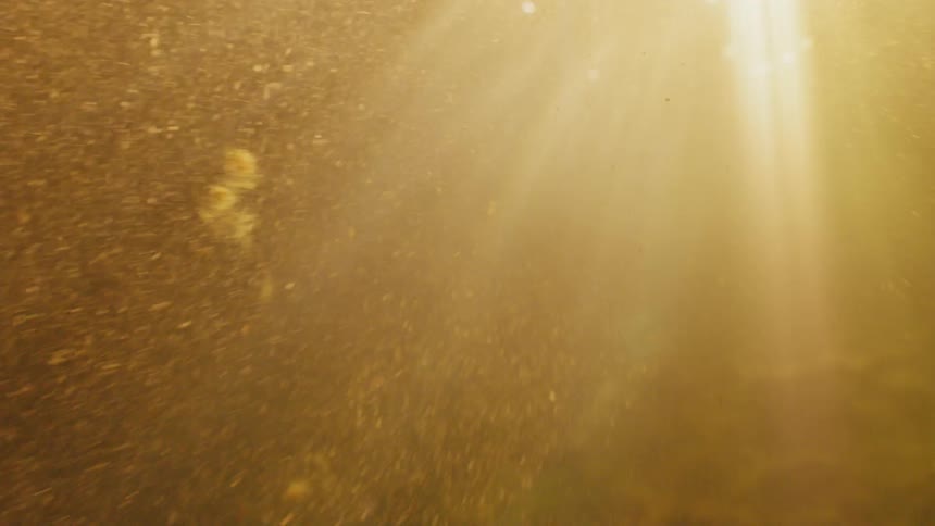 Algae flows underwater