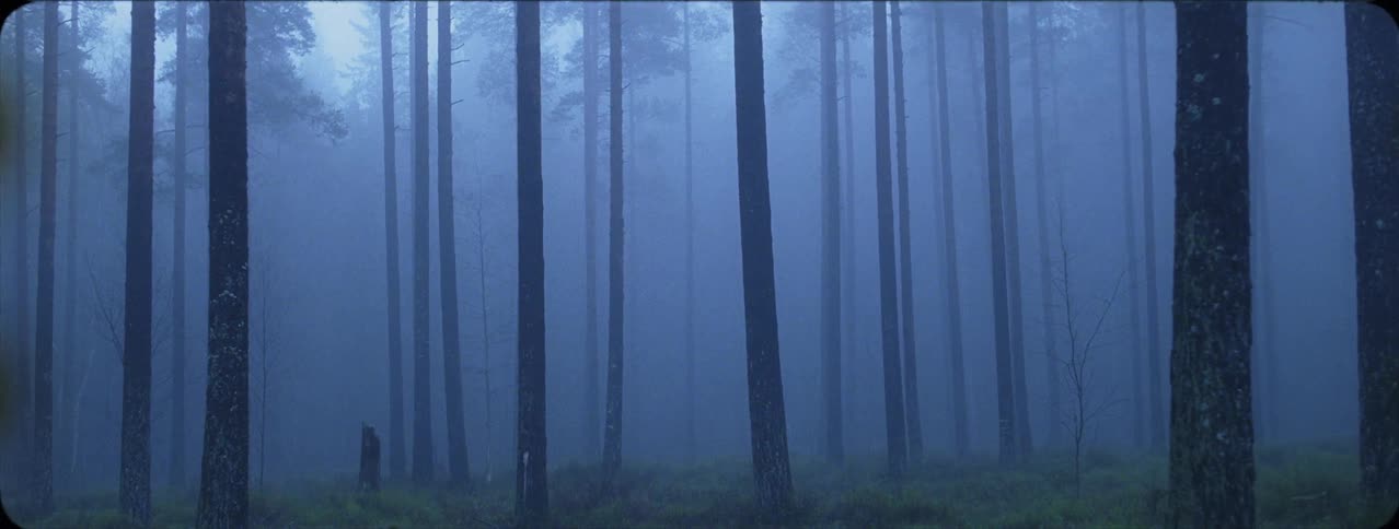 Fog surrounding tall trees in eerie forest