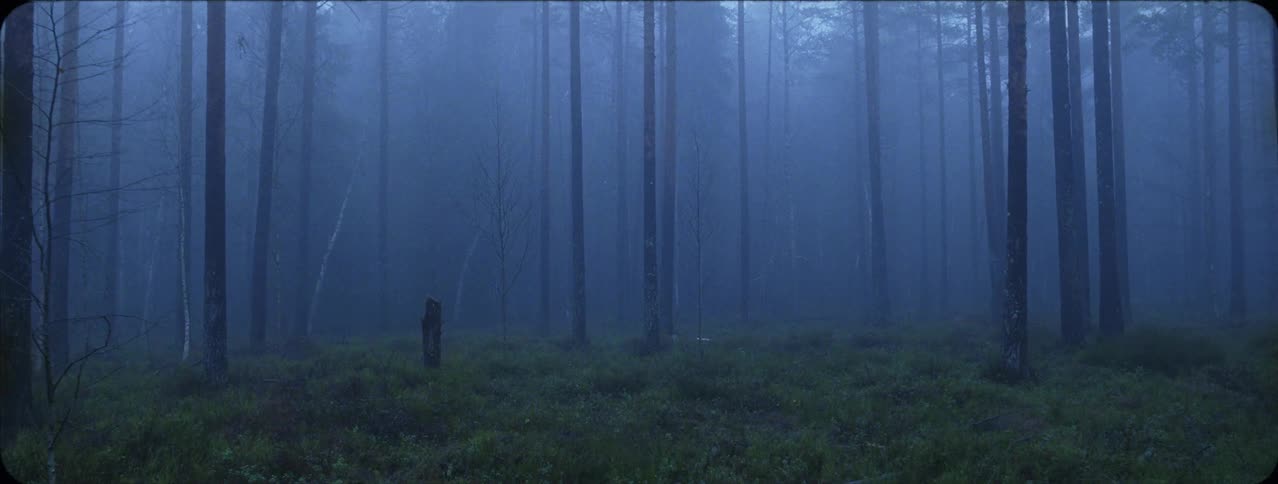 Trees stand in a foggy forest