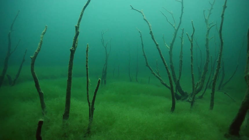 The murky water is covered with sea wood below