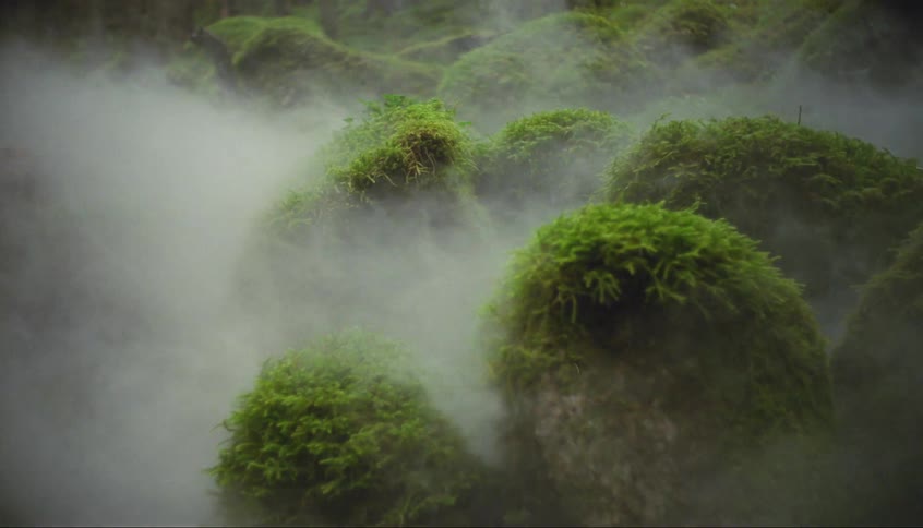 Mist floats over a forest floor