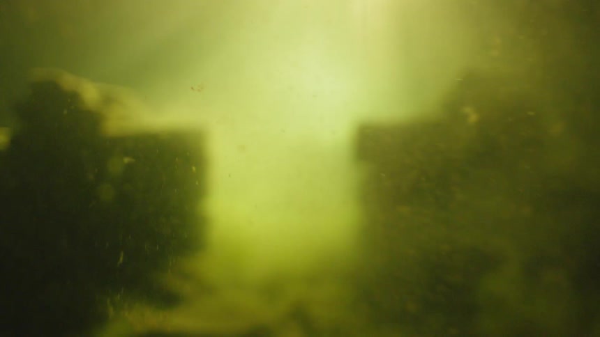Algae flows underwater
