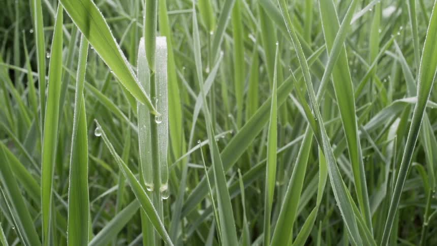 The tall blades of grass are covered with water