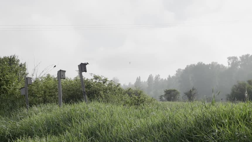 The tall grass lines the hill by the power line