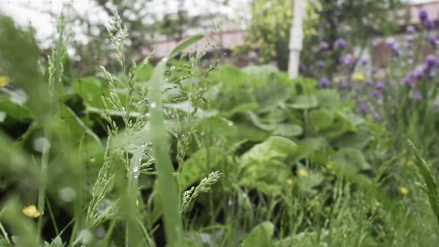 Plants sway in the breeze