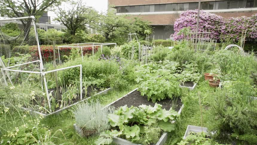 Plants grow in boxes in community garden