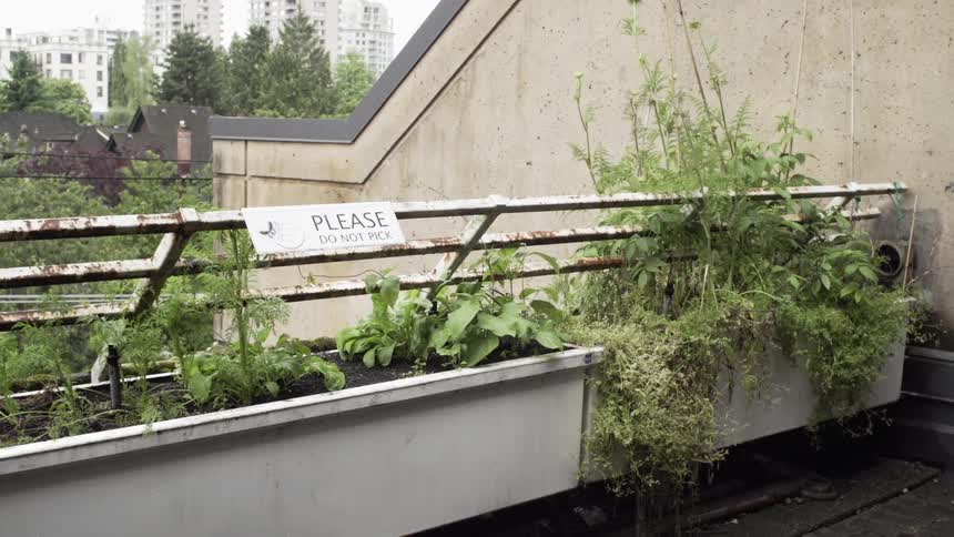 Urban Rooftop Garden