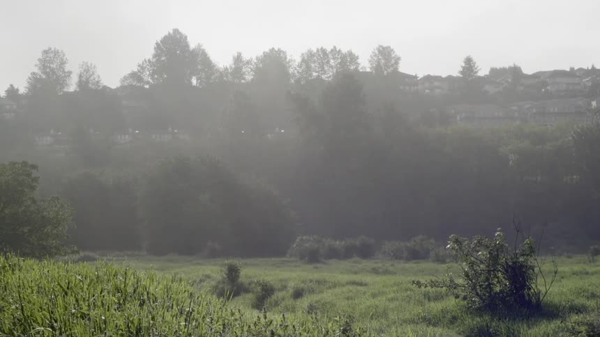 Sun shines down over a field and trees