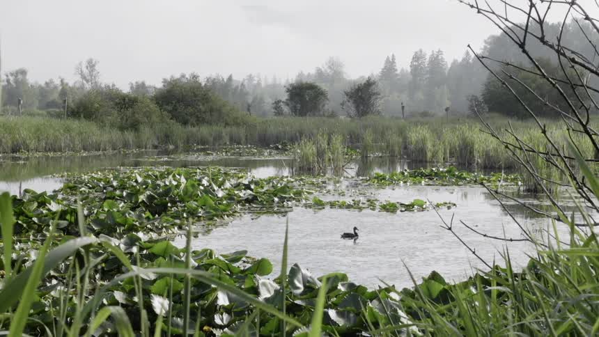 A bird swims on a rural pond