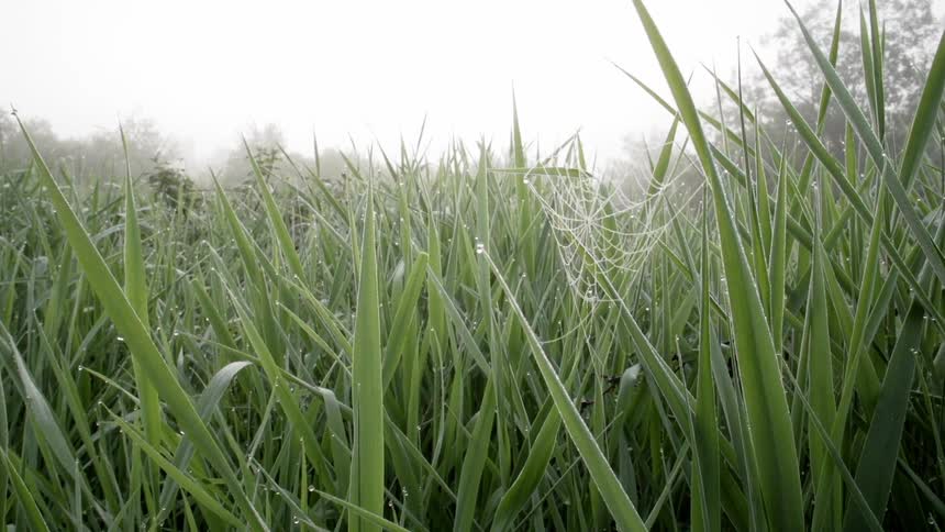 A spider's web is stretched between blades of grass
