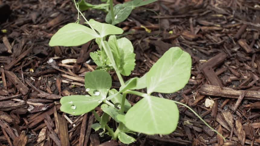 The small plant is covered with water